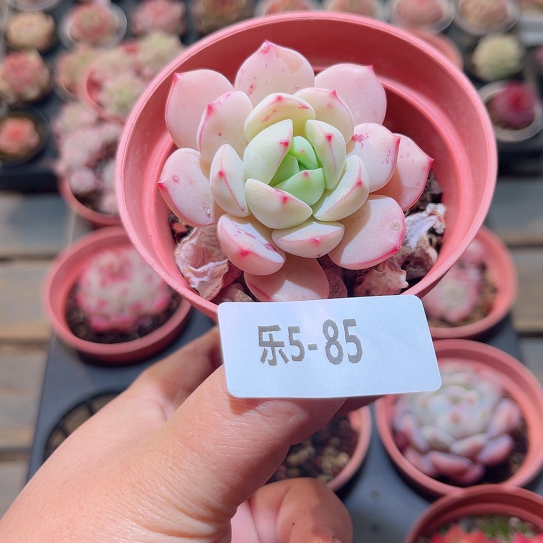 乐5-85 香草单头 