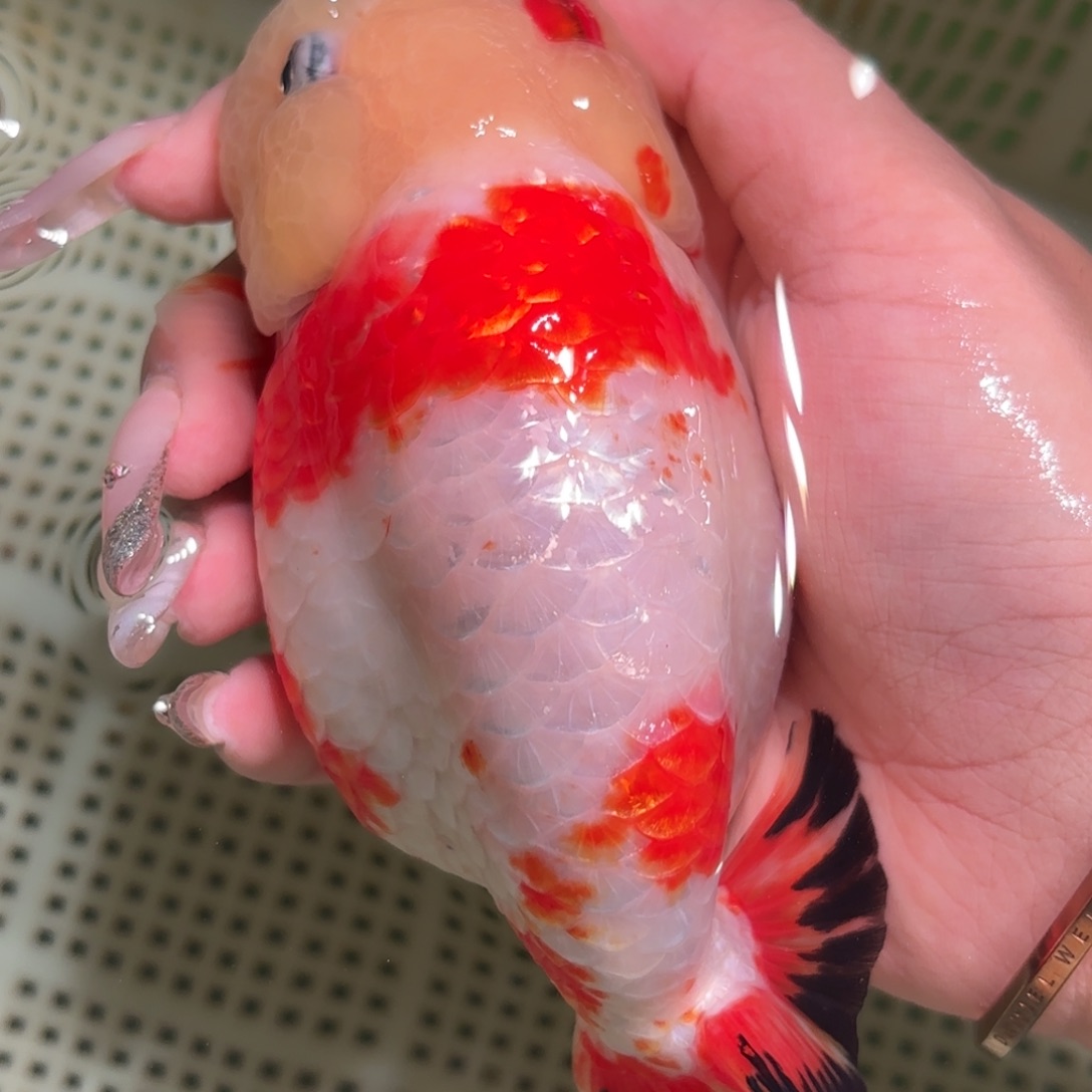 追***疯金鱼拍包装包邮，不拍包装运费到付