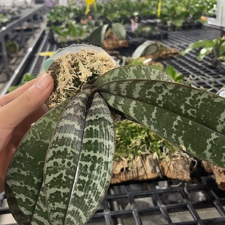 完全开放百花蝴蝶叶损株