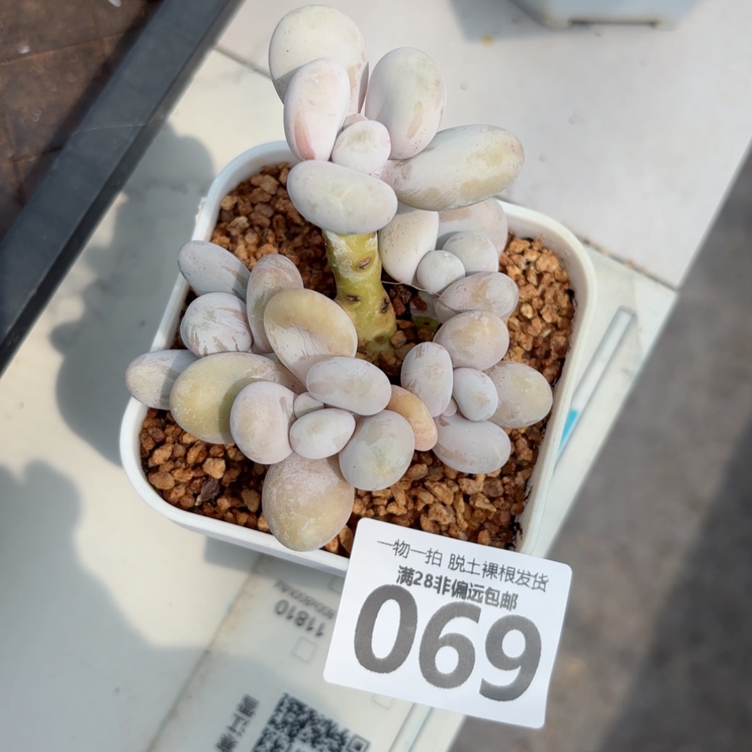 奶酪老桩无盆土发货