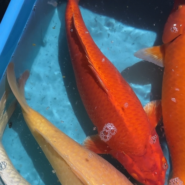 海水鱼赤目芒果红介