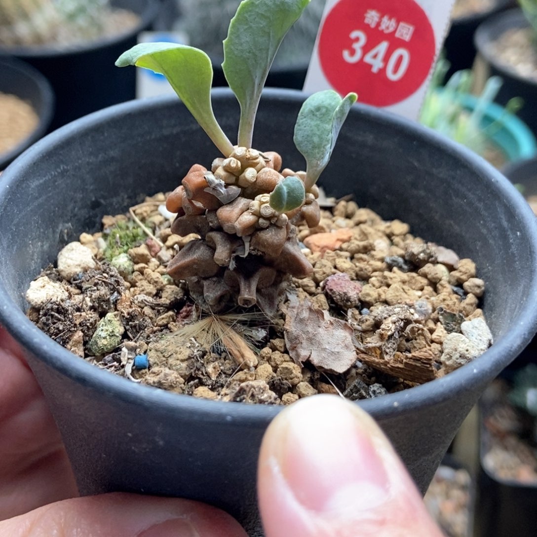 蛮鬼塔一颗仙人球