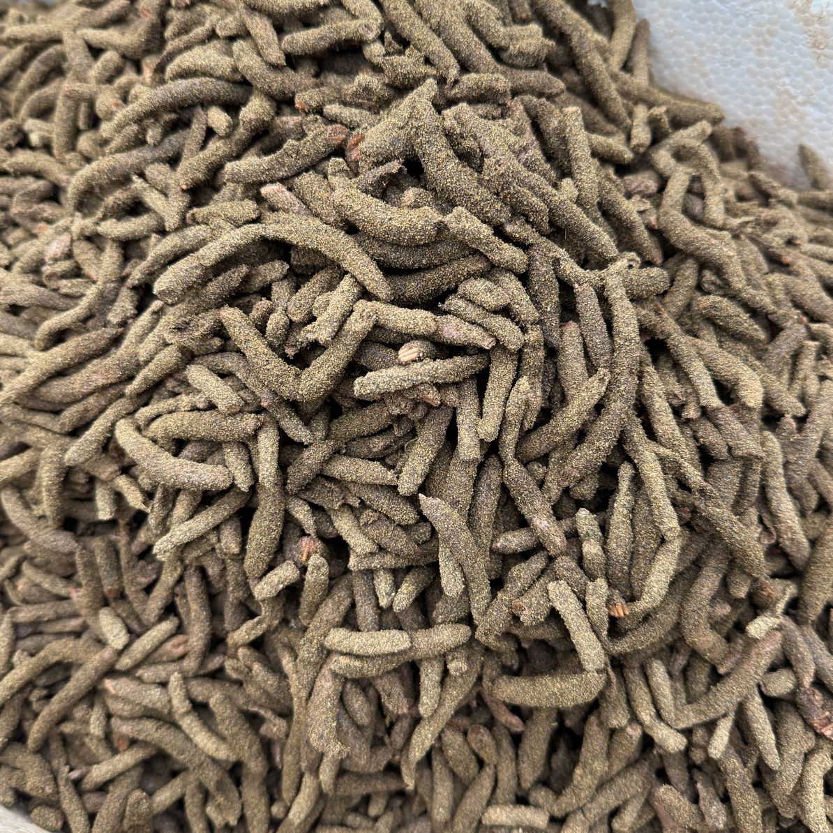 东亚飞蝗 每日新鲜卵