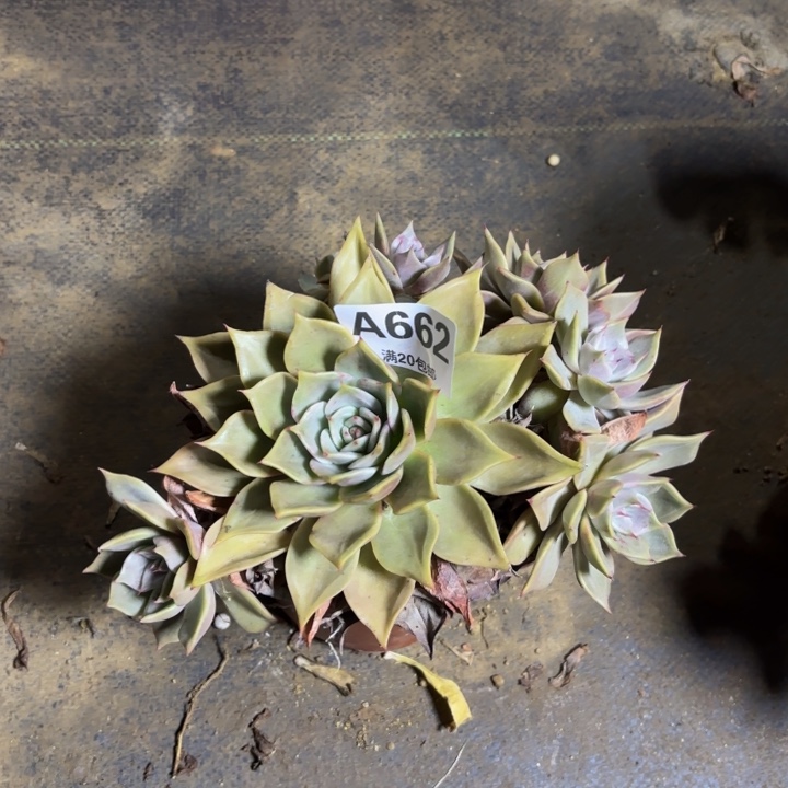 瑞妈，。。。？。662多肉，