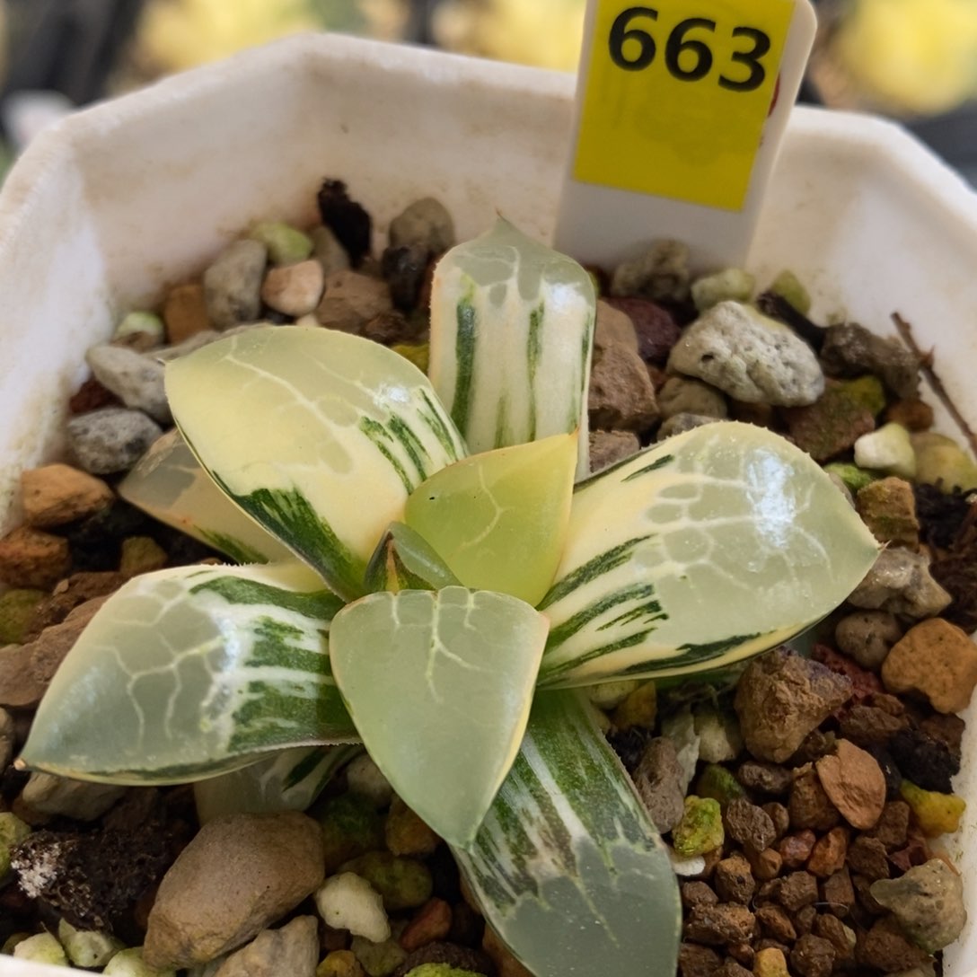 663号火凤凰克锦带盆