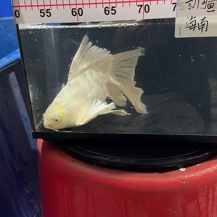 蝴蝶鲤鱼蝴蝶鲤88包邮