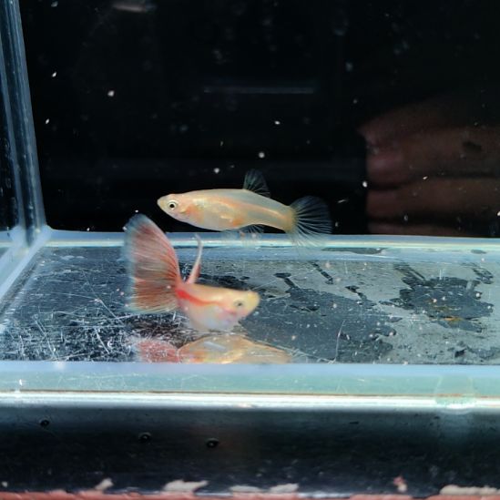 孔雀鱼黄化红草一对