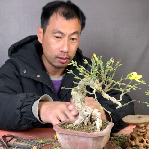 花***悦当前无花朵，栽培后可花朵