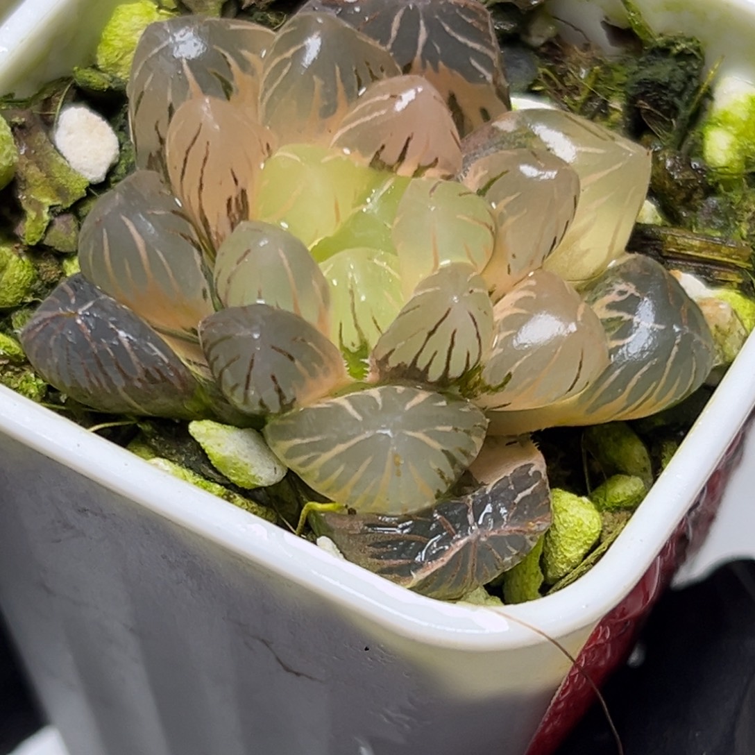 十二卷多肉植物1172大紫