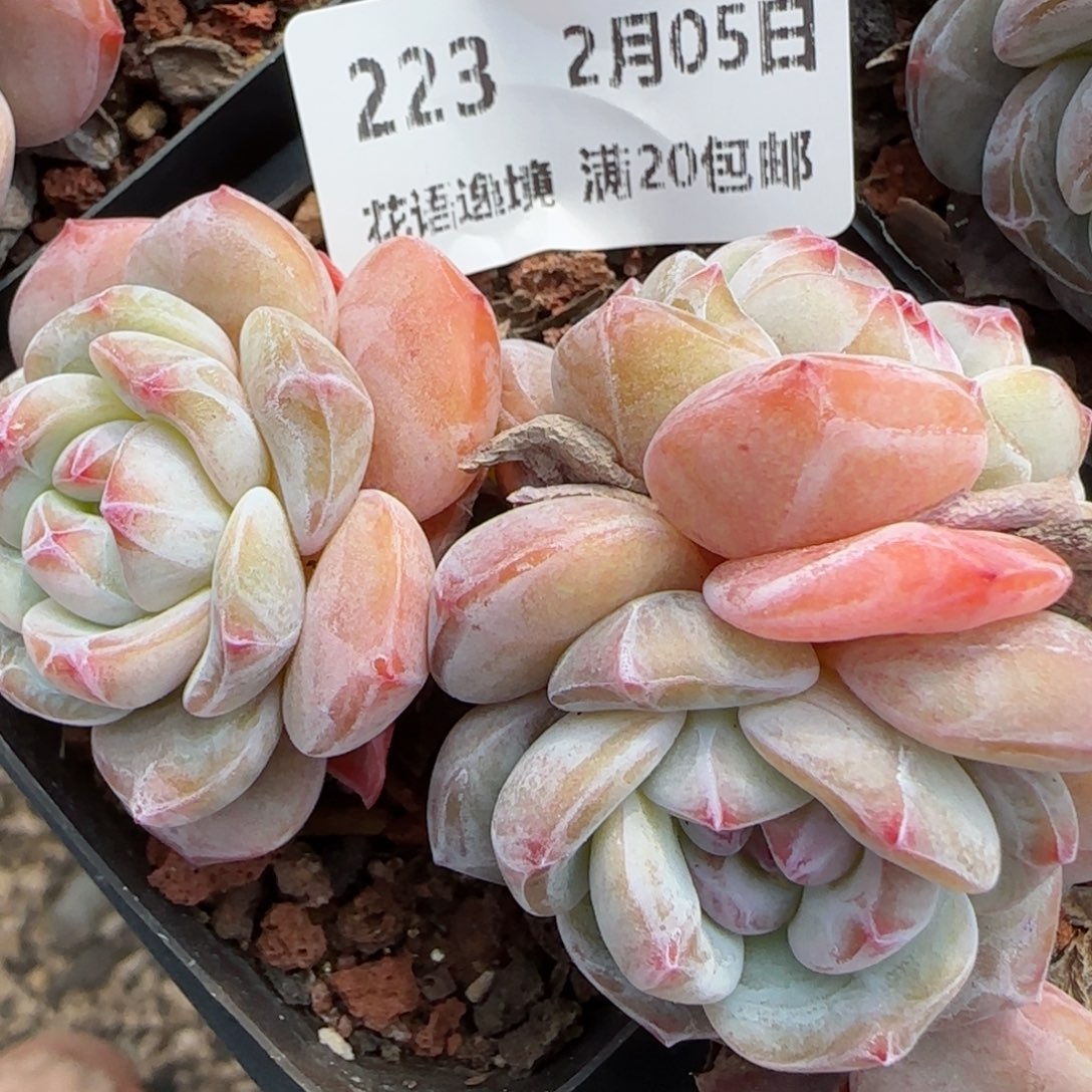 花语逸镜0205-223