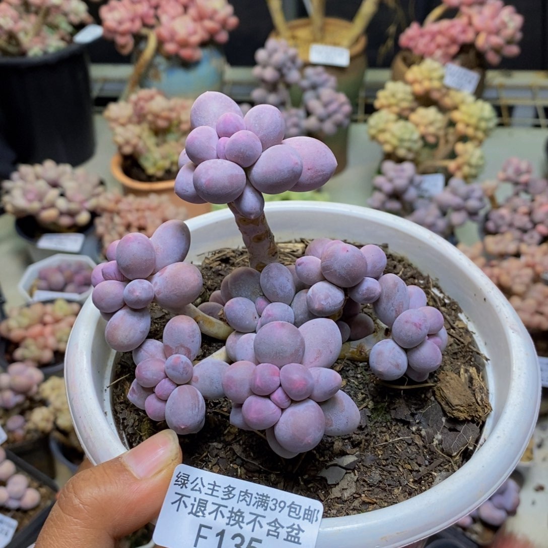 135香水手指奶多肉9c m