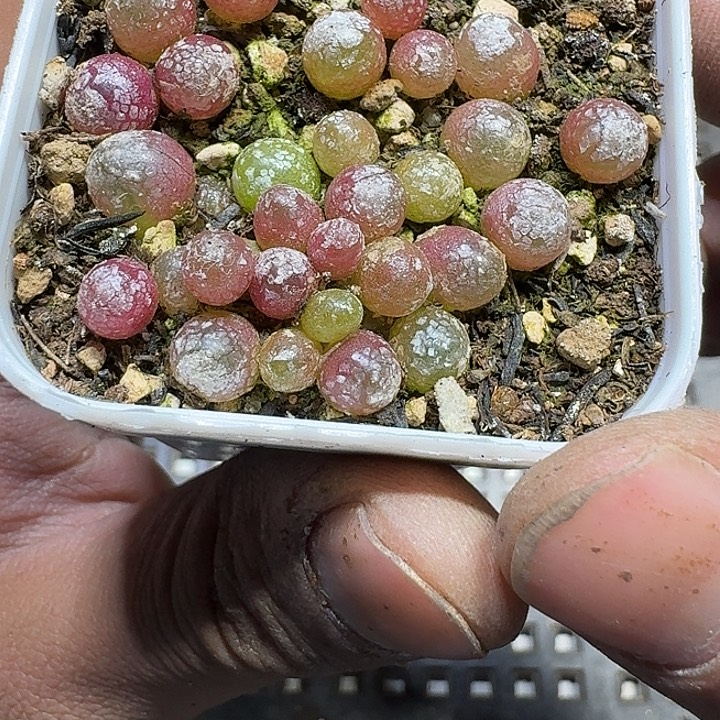 394 多肉植物多肉植物