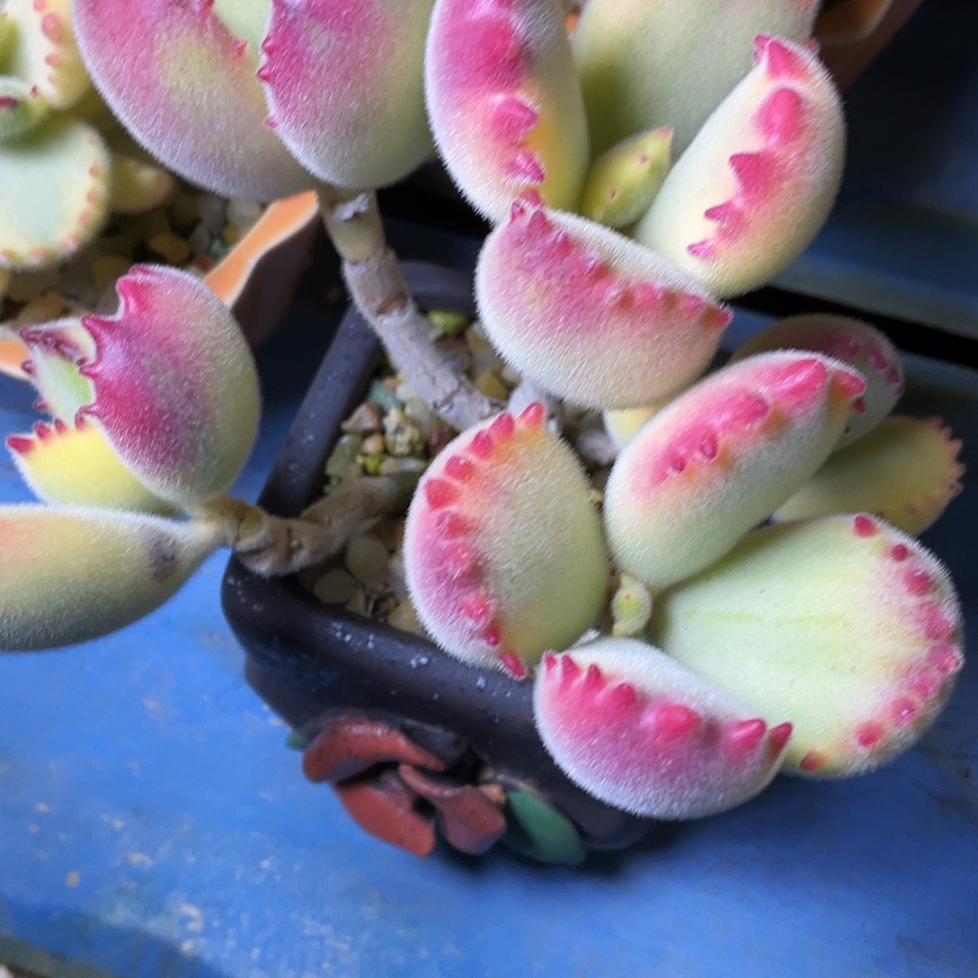 星***霜多肉植物的生长发育和生长发育等方面的