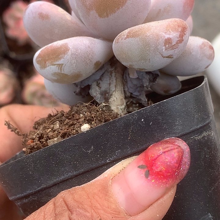 粉兔。（满9.99包邮不满9.99发叶子）