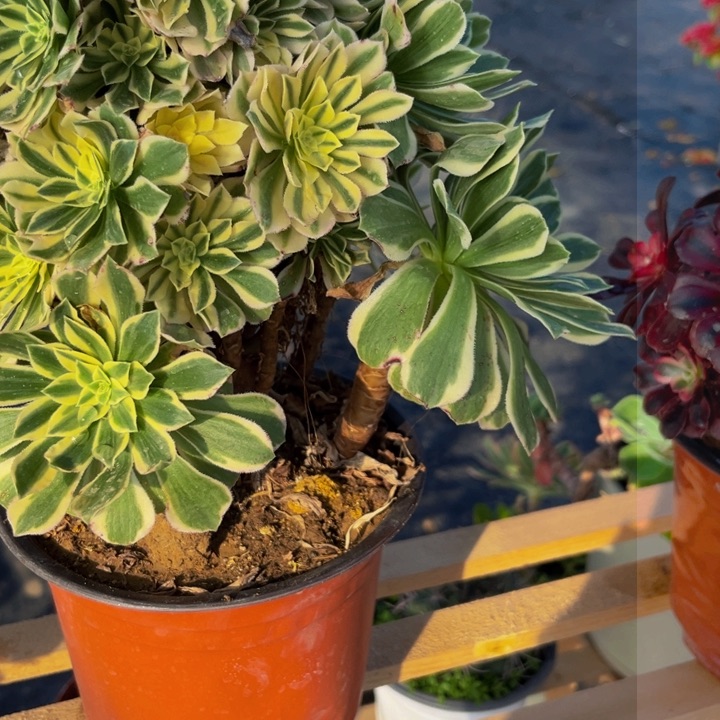 906多肉植物一物一拍