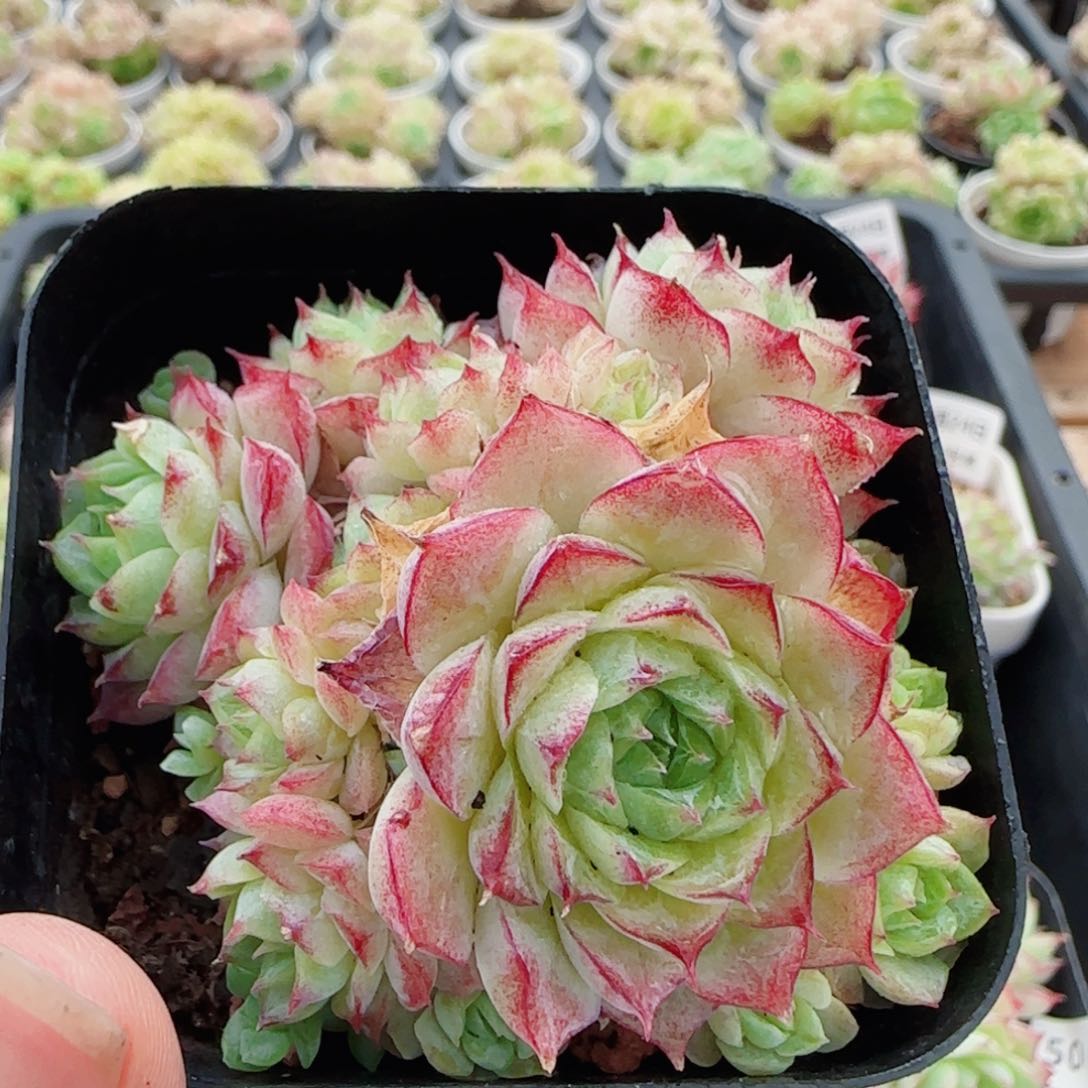 花语逸镜0524-119散
