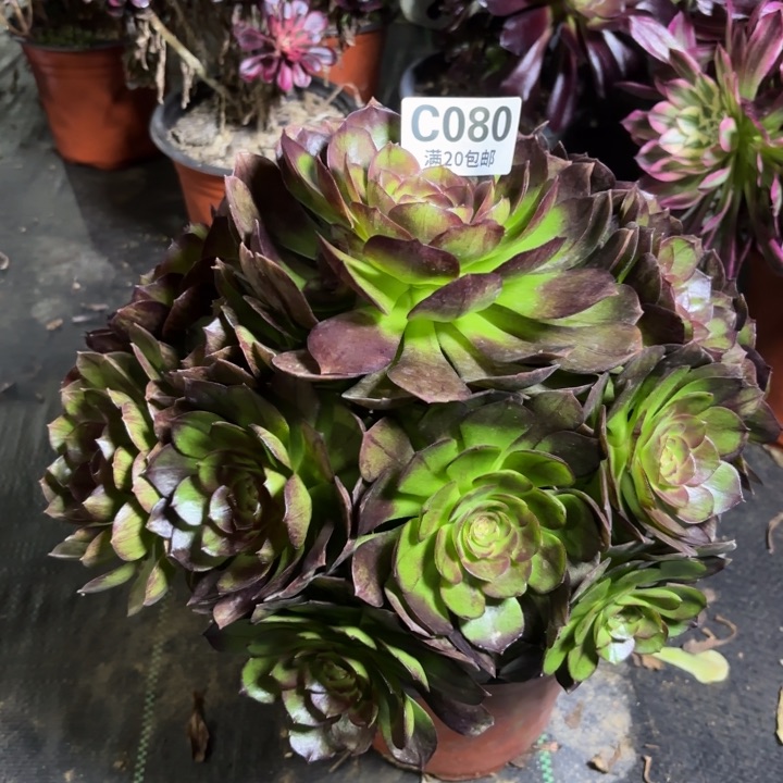 瑞妈一物一拍  080