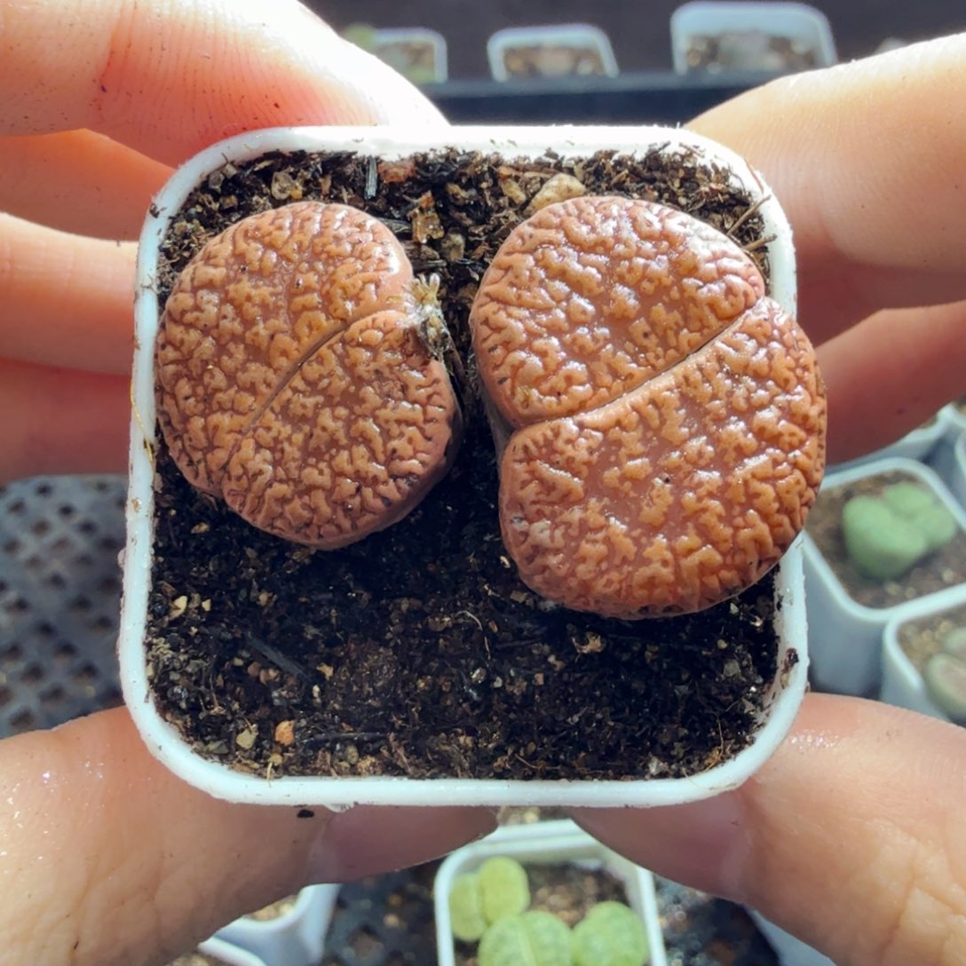 多肉植物的生长发育和696