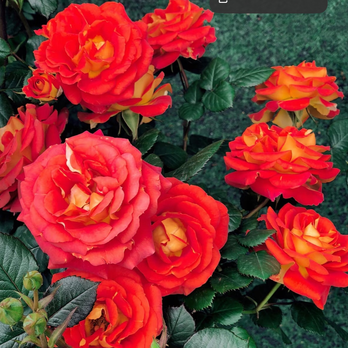  清晨 棒棒糖月季一物一拍