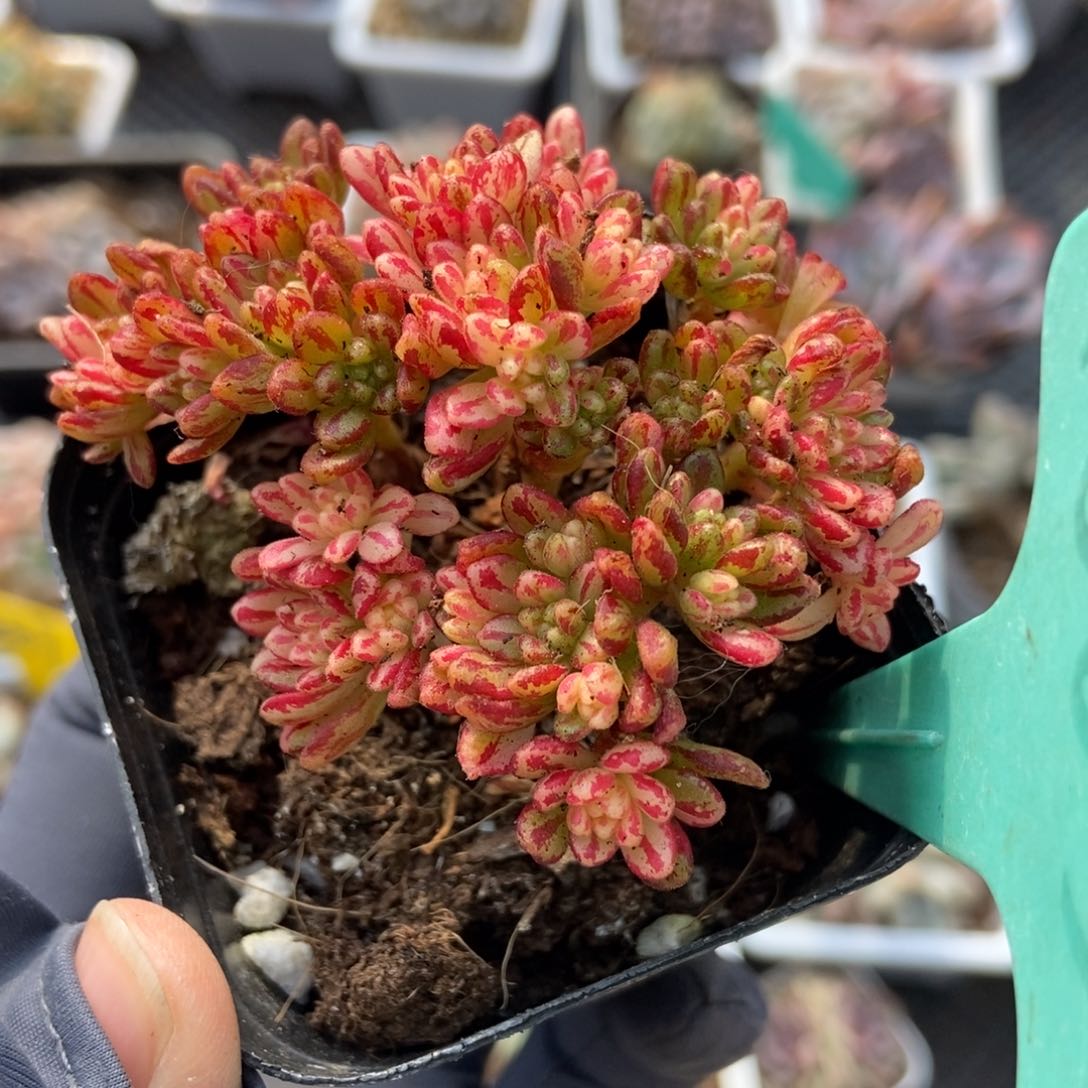 1603小人祭锦多肉植物