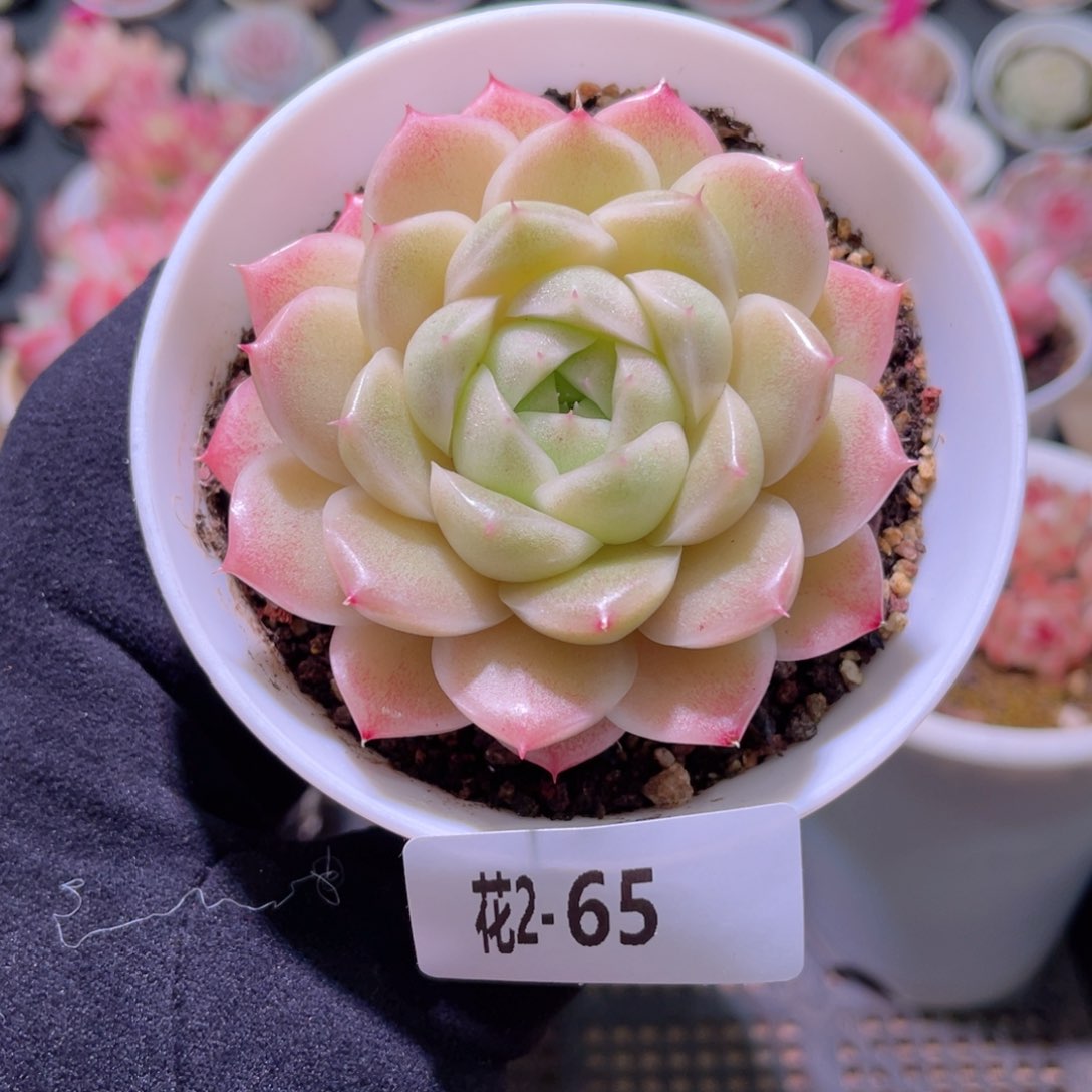 红陶花利美2-65麦秆单头