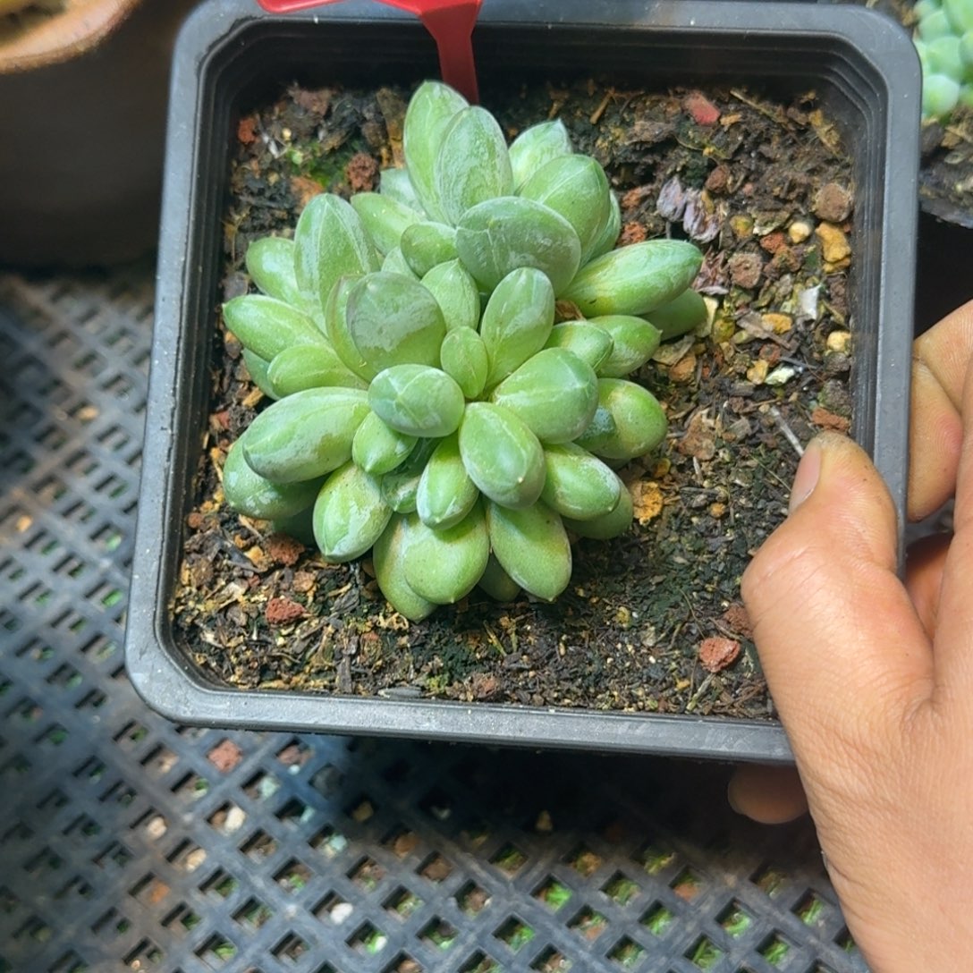 多肉植物森林之星群734