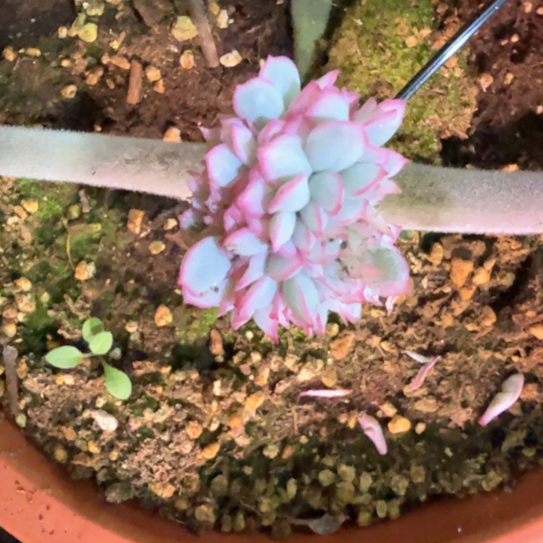 ****葱无花朵葱花 多肉植物