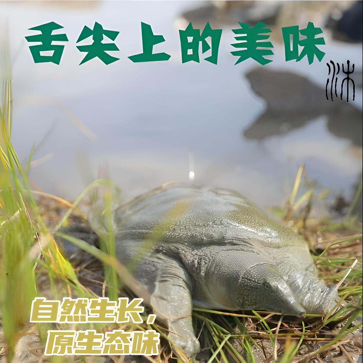 【5只5-6斤】外塘养殖放养青背甲鱼，包活包活包鲜