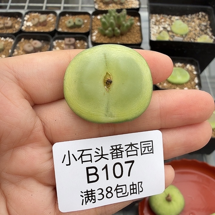 l***a专拍 拉登3厘米 脱土发