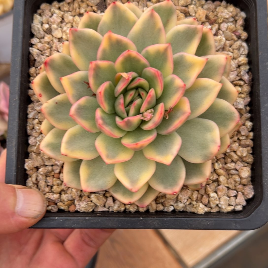 淘多肉玫瑰冬云一盆