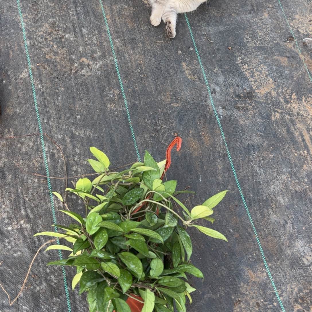 @***王完全开放绿叶白球兰