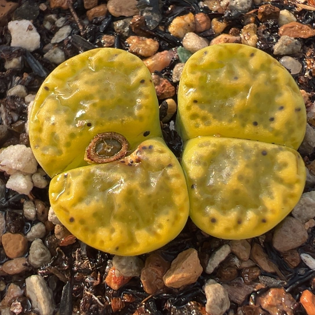 152多肉植物种类多样