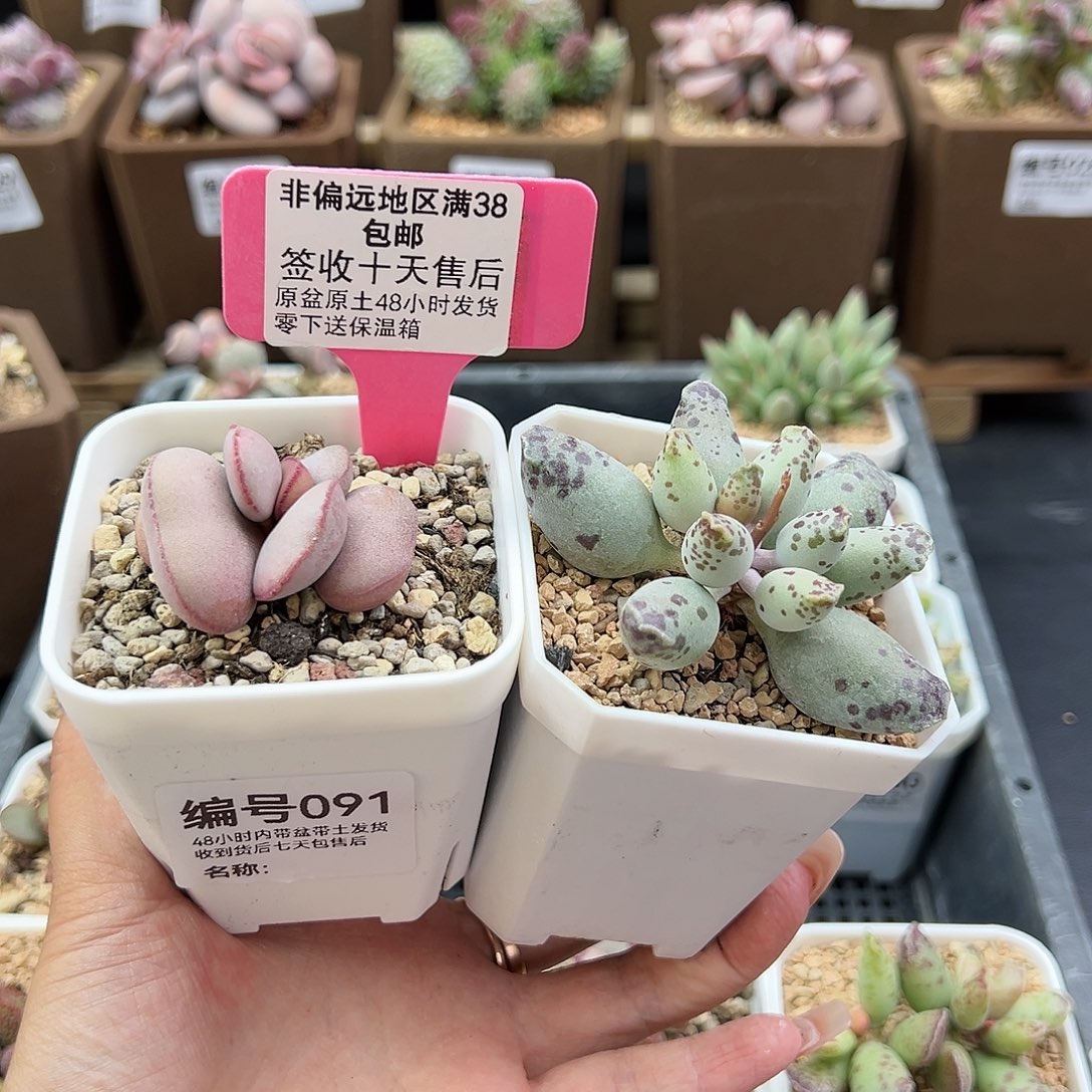 吱*091白肌红蛋白肌海豹多肉植物