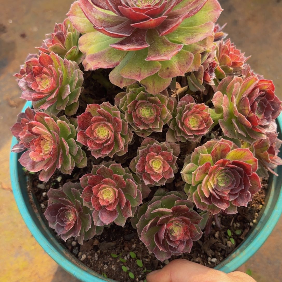 哈哈多肉葡萄福利145