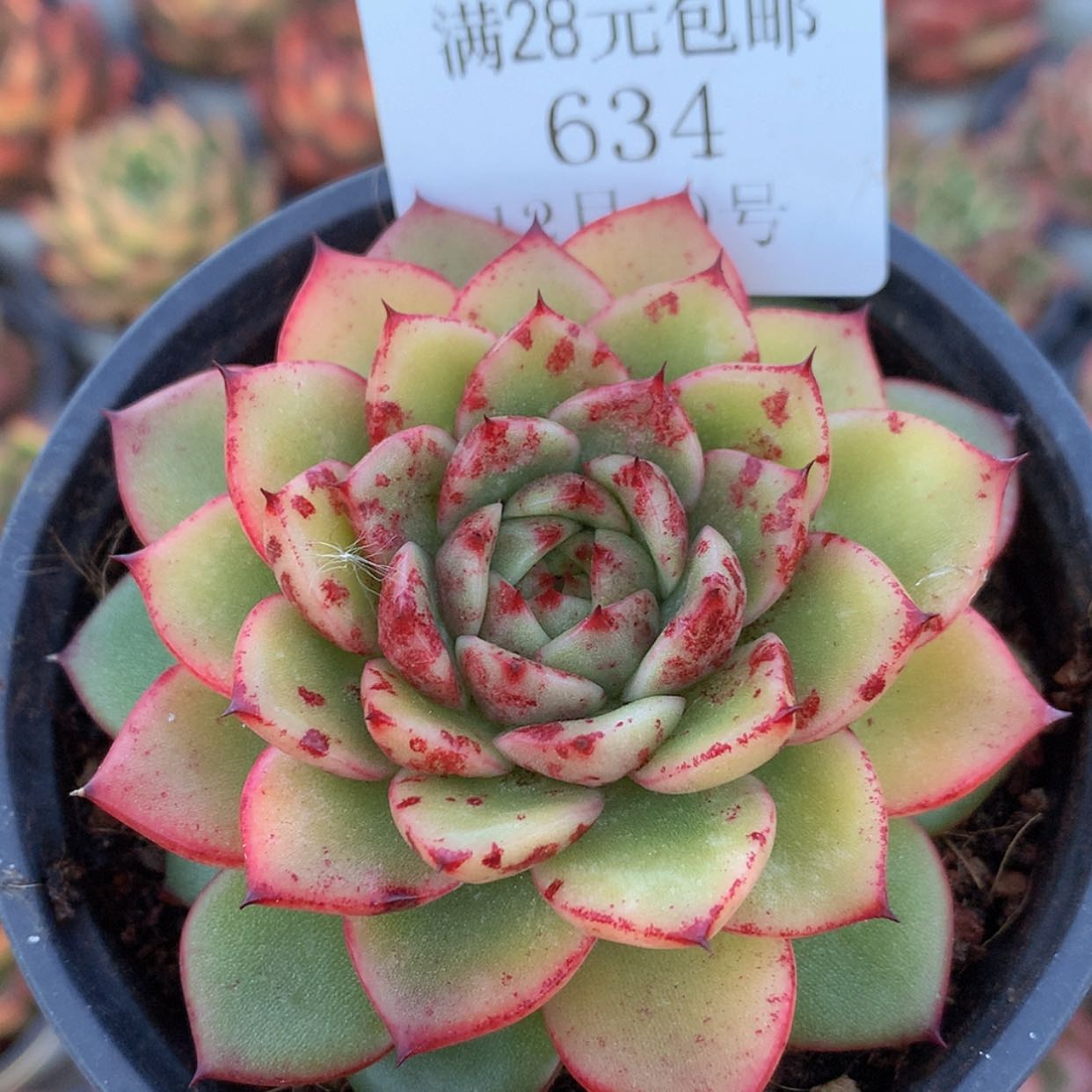 【闪购商品】云634号