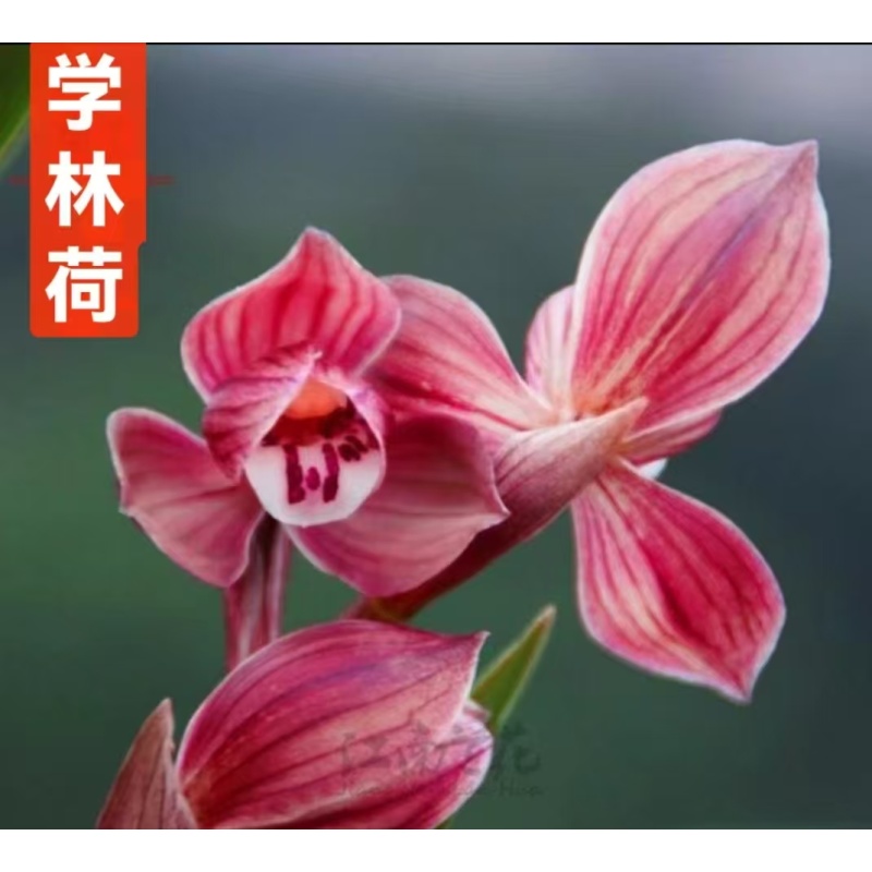 春剑名品【学林荷】2苗终身包对版放心购买植物花卉种球