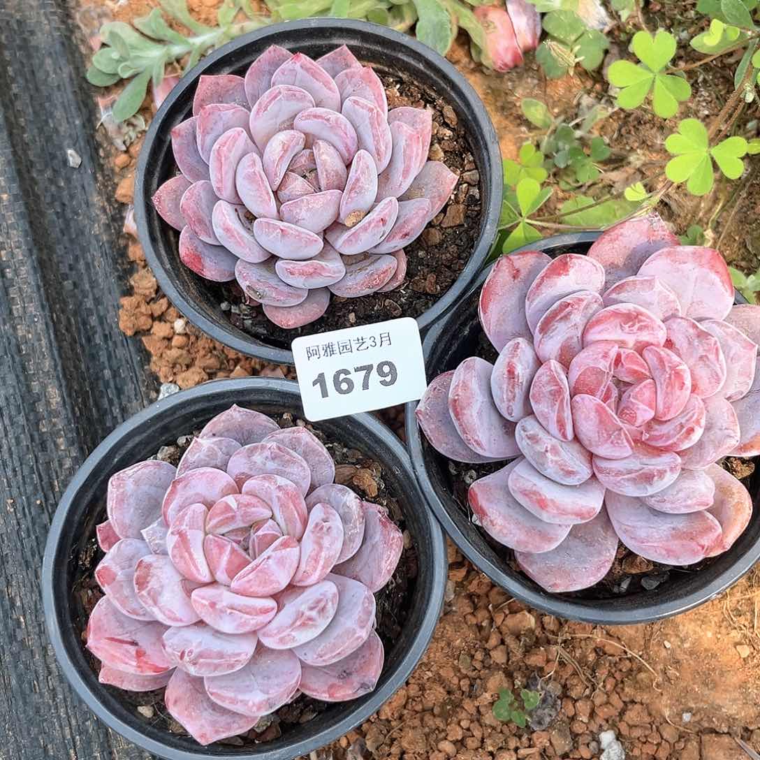 阿雅园艺。   1679