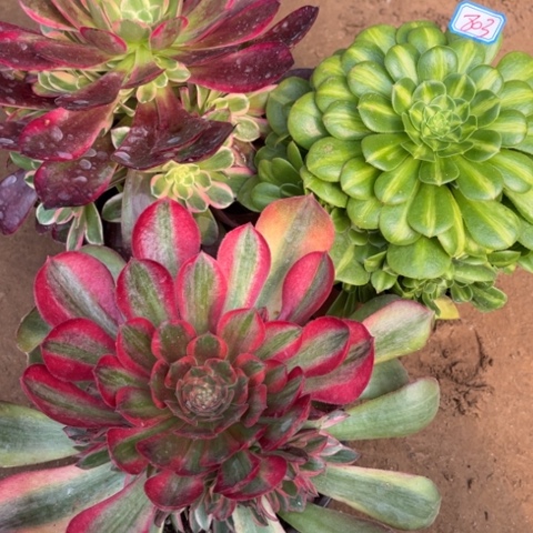 803多肉植物组合