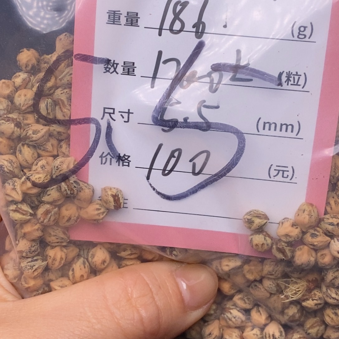 牛***片吊坠柏香籽/百香籽