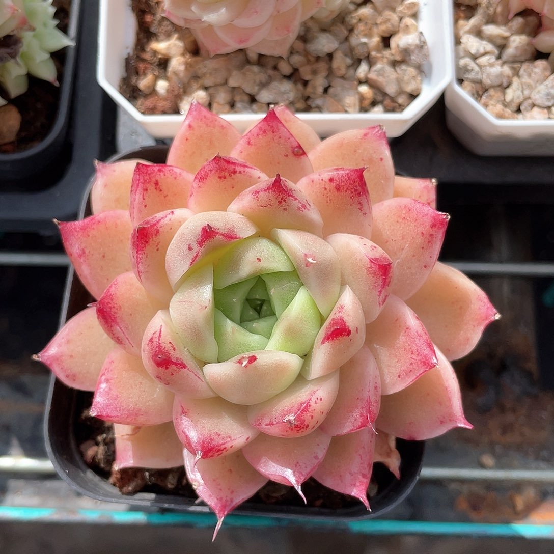 优选麦秆精品473