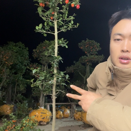 无花朵金弹子原生庭院品种