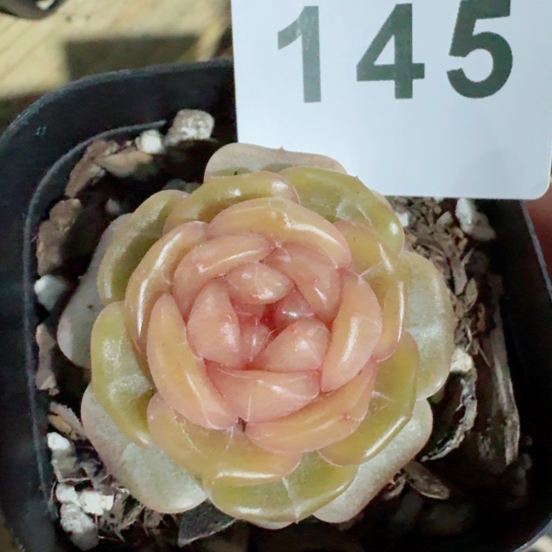 暗香         精品多肉