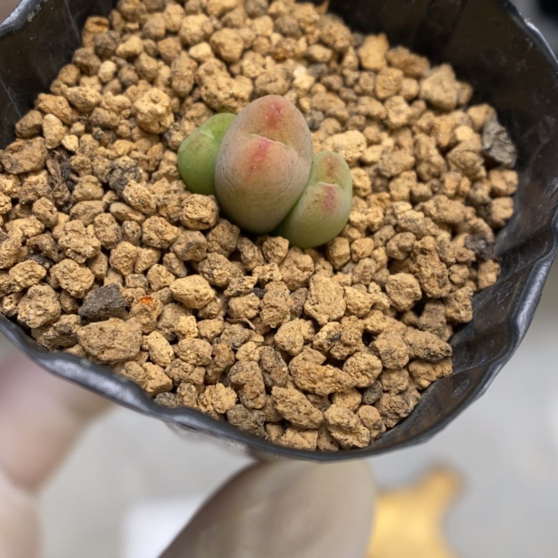 多肉植物肉锥杂交K-1063