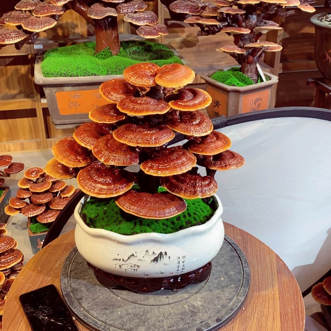 发财发财树的树发财树的