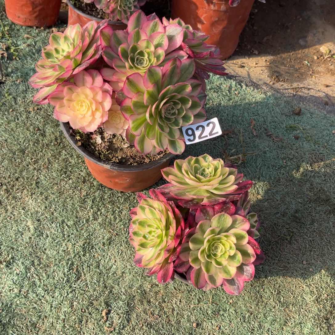我****?922两颗多肉植物