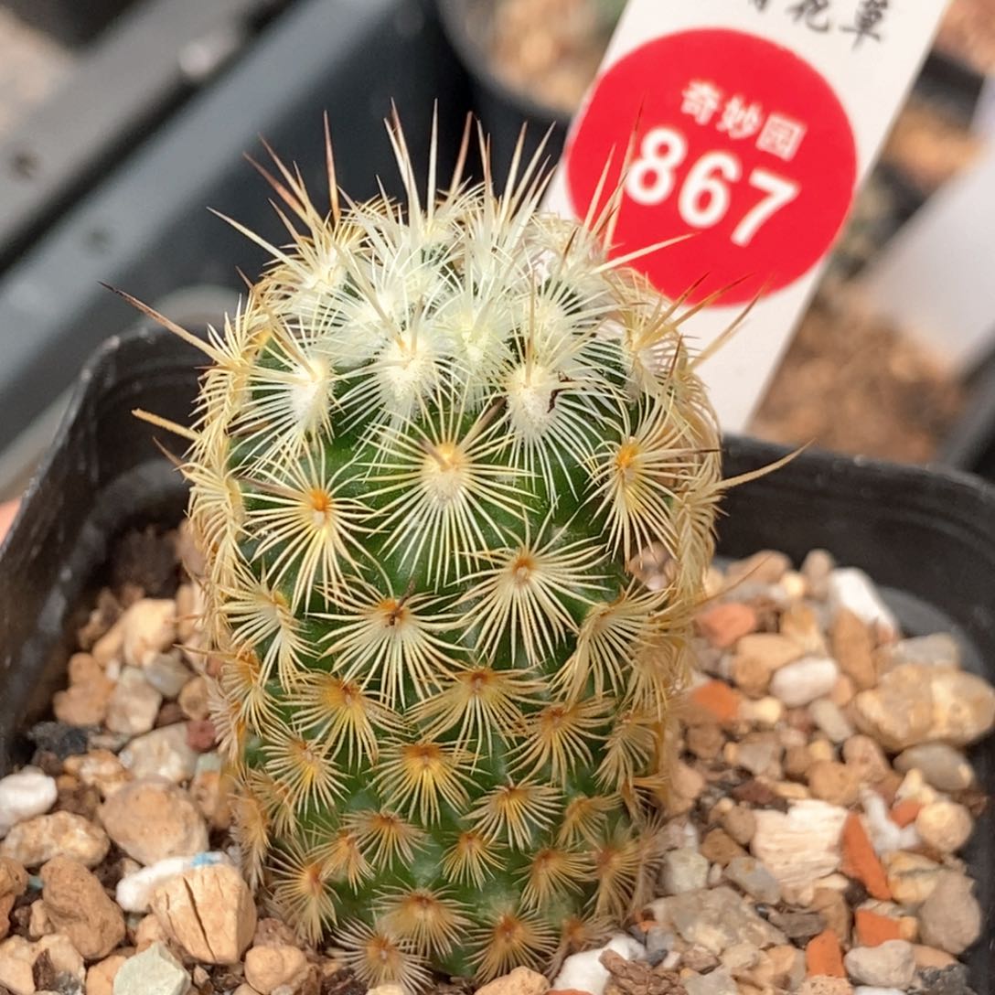 实生朝雾一棵2.8cm