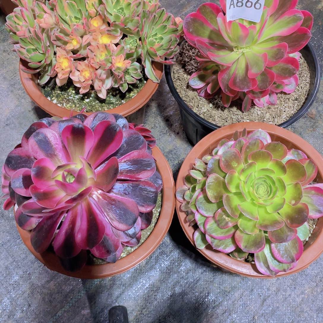 四颗多肉法师  866