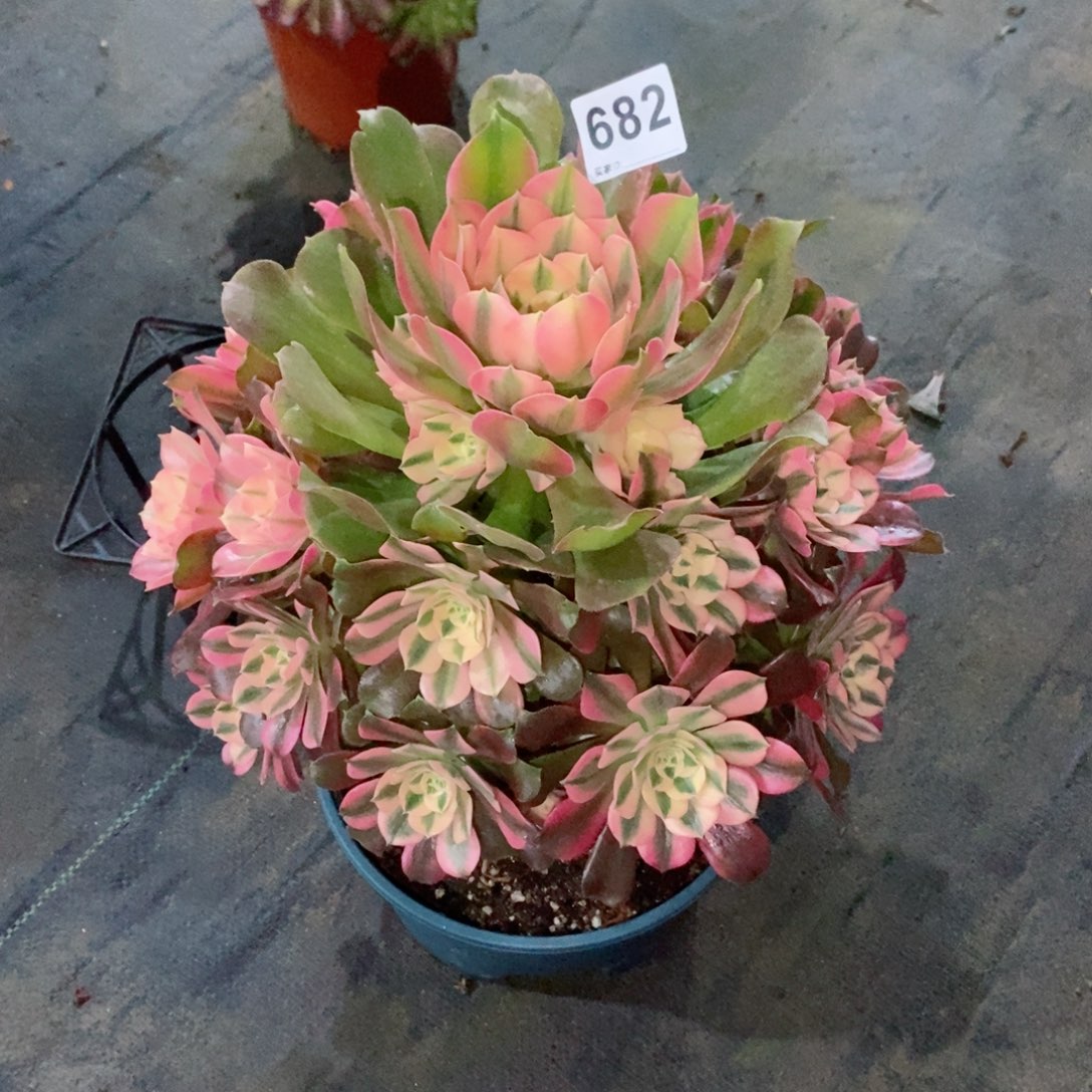 嫣**笑香妃682多肉11111