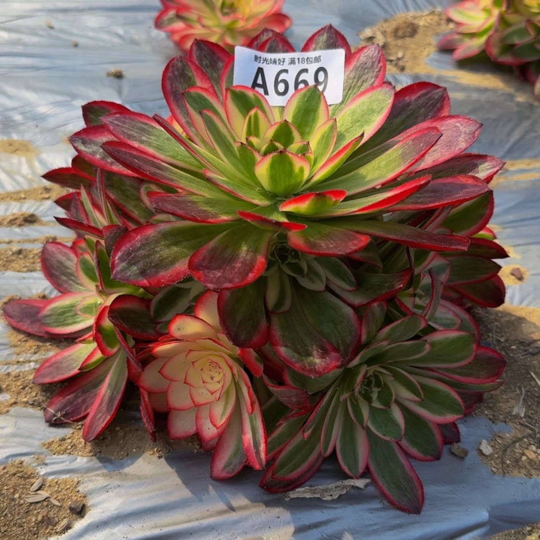 669荔枝多肉植物