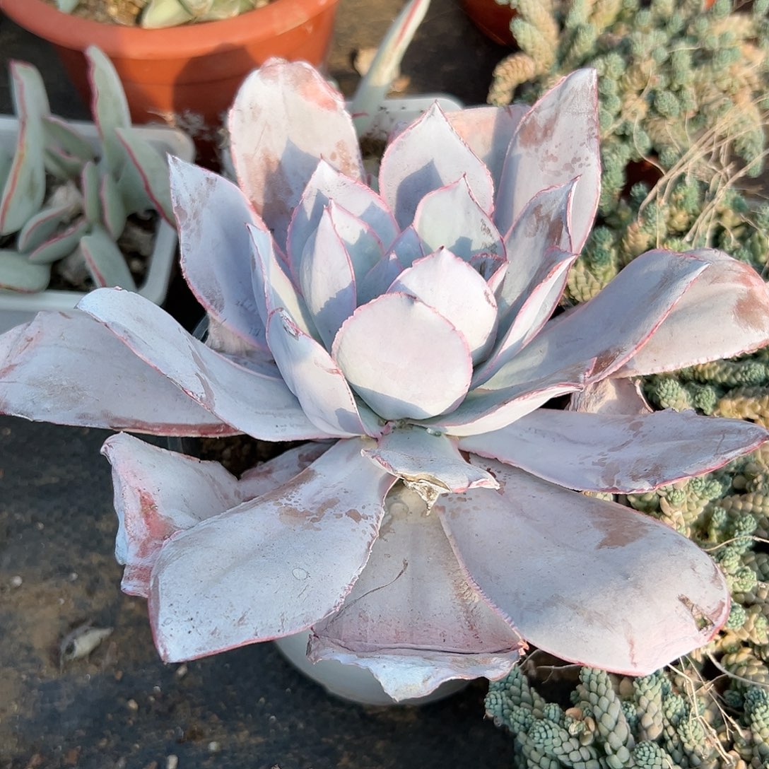 多肉植物广寒宫单头